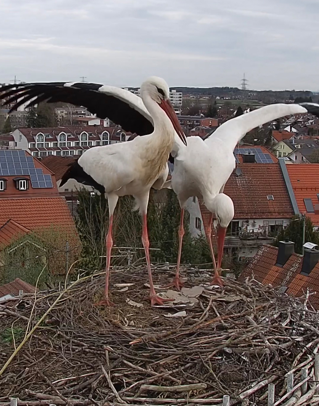 storch